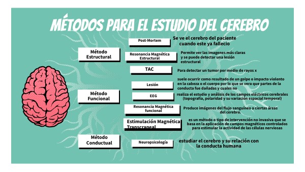 BRAIN MINDMAP | Genially
