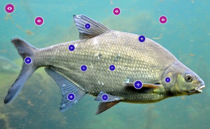 Od czego zależy branie ryb 1