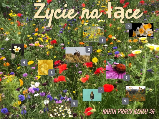 życie na łące | Genially