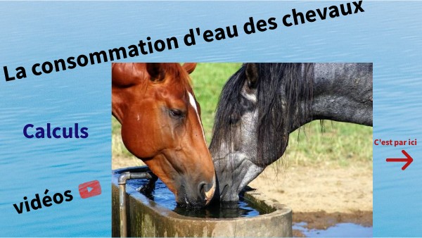 Combien De Litres D'eau Boit Un Cheval Par Jour Quelle quantité d'eau pour les chevaux ? | Genially