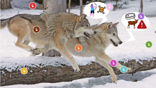 Timber wolves