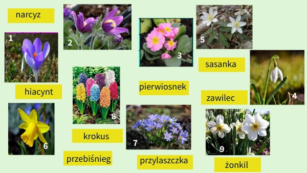 Utrwalamy nazwy kwiatów i ptaków