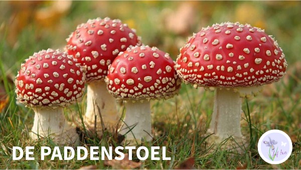 De paddenstoel