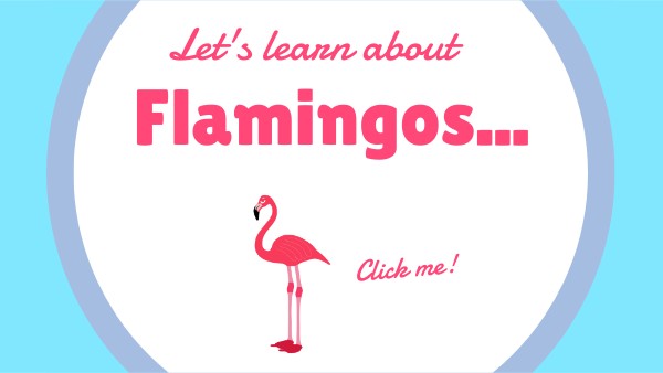 Flamingos | Genially