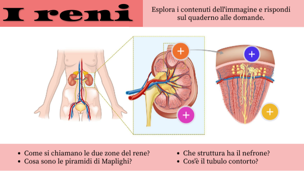 I reni
