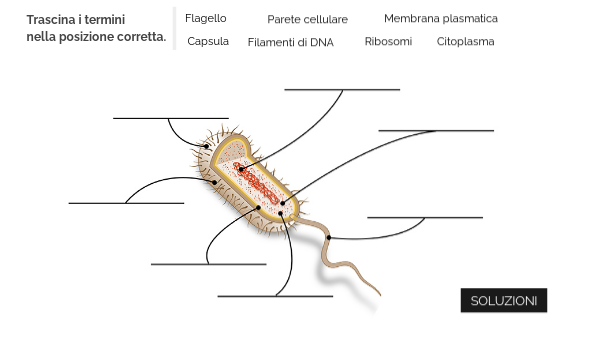 Com'è fatto un batterio | Genially