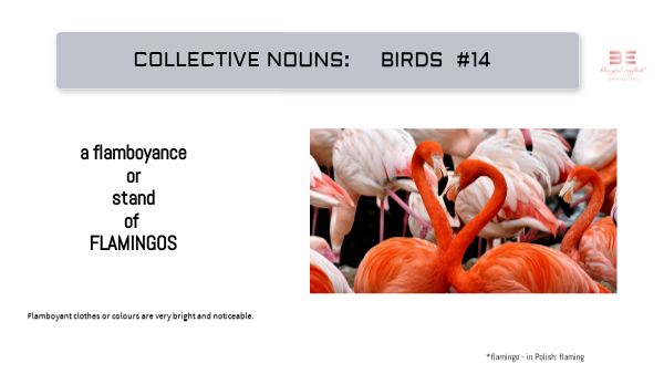 collective nouns: flamingo