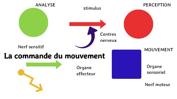 Réactivation commande mouvement