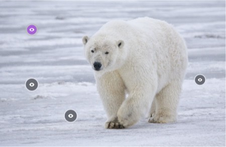 Polar bears interactive image | Genially