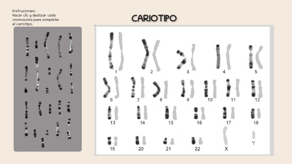 Cariotipo | Genially