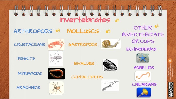 10 Types Of Invertebrates