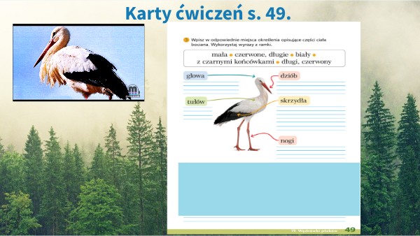 Sprawdzian Klasa 2 Znajomość Ptaków