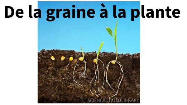 6ème De la graine à la plante