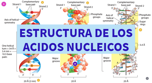 Estructura de los ácidos nucleicos - Autor: Silvia Becerra | Genially
