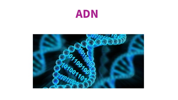 ADN | Genially