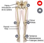 fracturas de miembros inferioes
