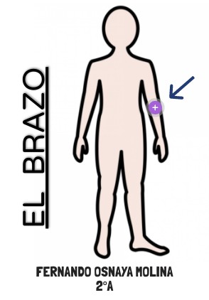 Imagen interactiva - Lista de ejercicio por zonas | Genially