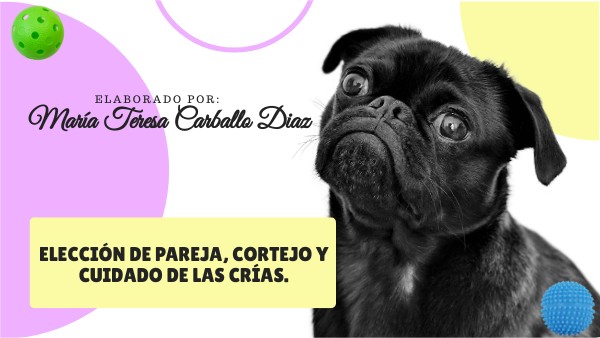Selección de parejas, cortejo y crianza