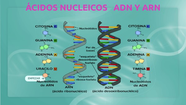ADN Y ARN