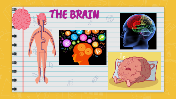 brain