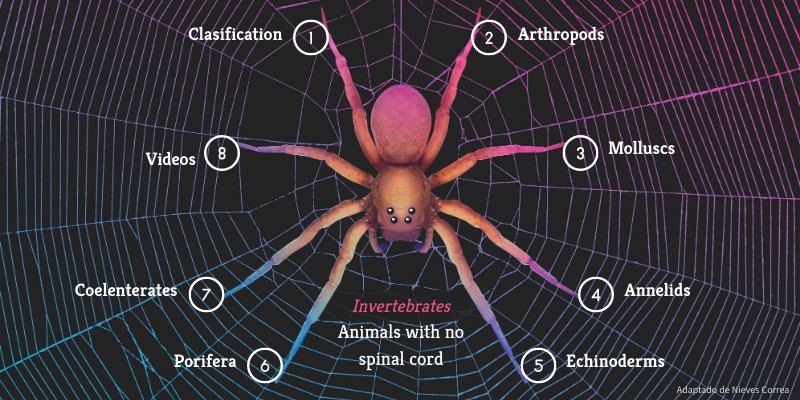 Invertebrates | Genially
