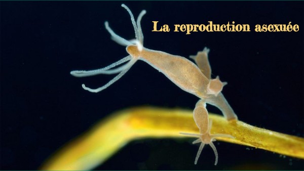 5ème Reproduction asexuée | Genially