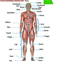 Human Body | Genially