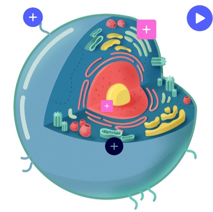Interactive image