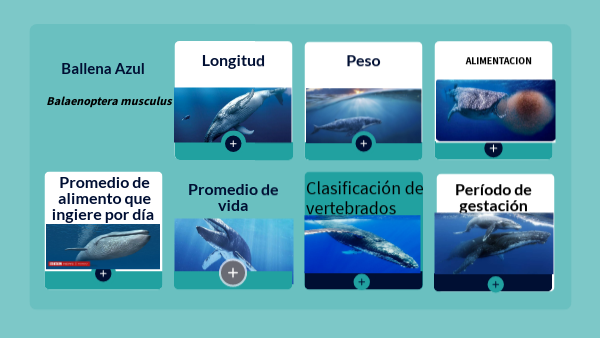 LA BALLENA AZUL PROYECTO CIENCIAS NATURALES PRIMER QUIMESTRE