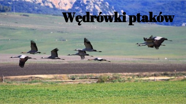 Wędrówki ptaków