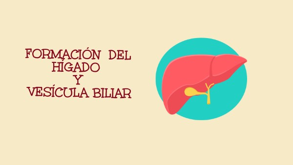Higado y vesicula biliar | Genially