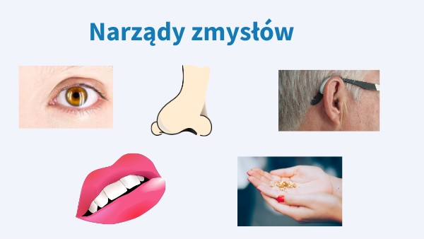 Narządy zmysłów | Genially