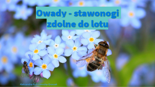 Owady Stawonogi Zdolne Do Lotu Owady - stawonogi zdolne do lotu | Genially