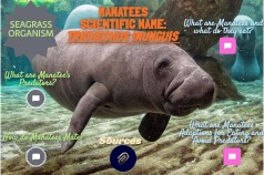 Manatees