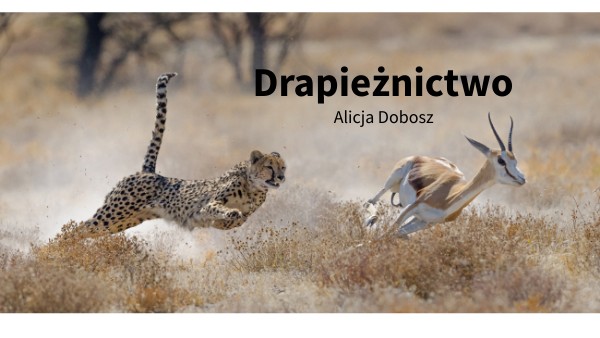 Sposoby Polowania Drapieżników Drapieżnictwo