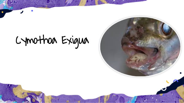 Cymothoa Exigua