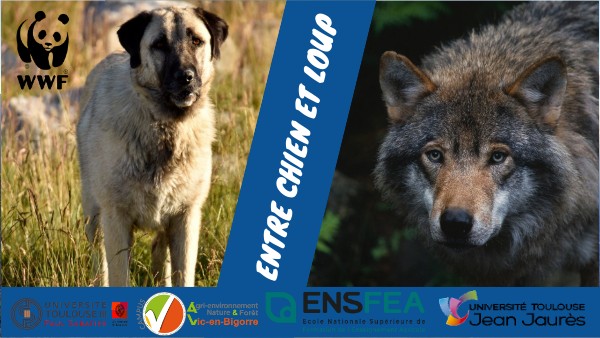 Présentation Mémoire Entre Chien et Loup