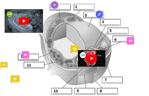 Interactive image