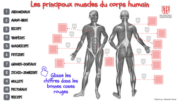 Les principaux muscles du corps humain