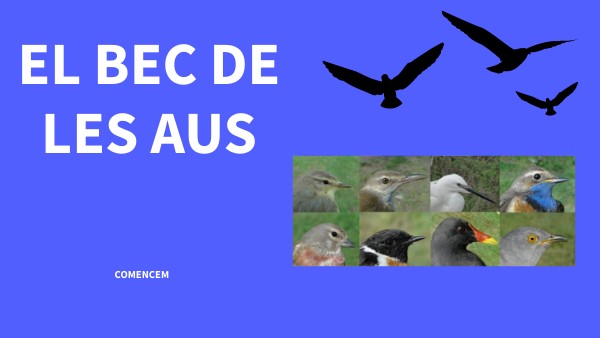 BEC AUS