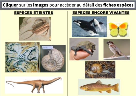 Biodiversité passée et actuelle