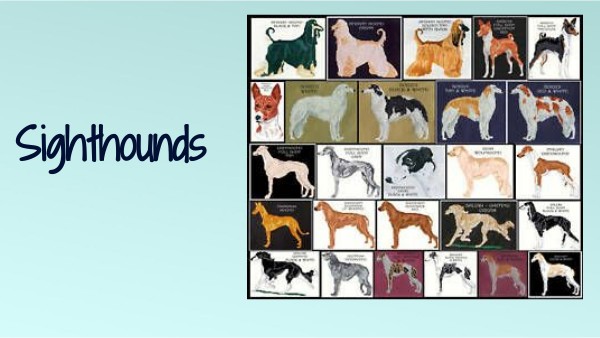 SightHounds | Genially
