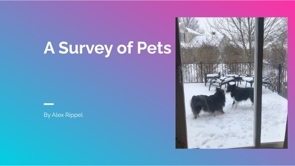 A Survey of Pets | Genially