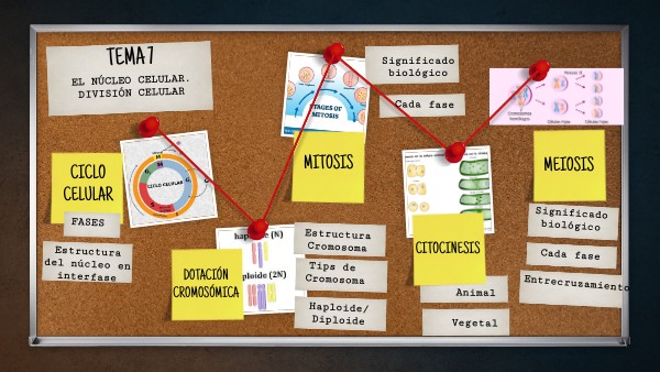 TEMA 7 | Genially