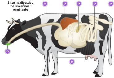 Sistema digestivo de um animal ruminante | Genially