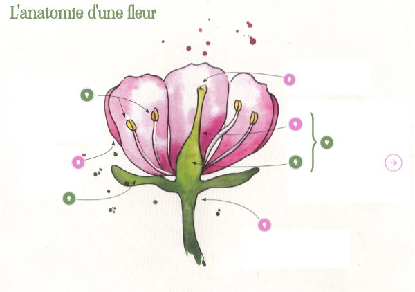 Image fleur
