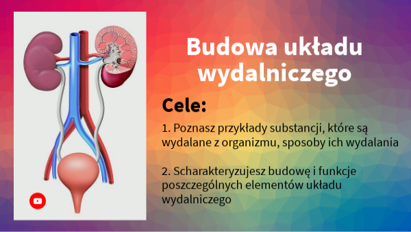 Budowa układu wydalniczego | Genially
