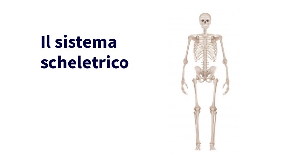 Il sistema scheletrico