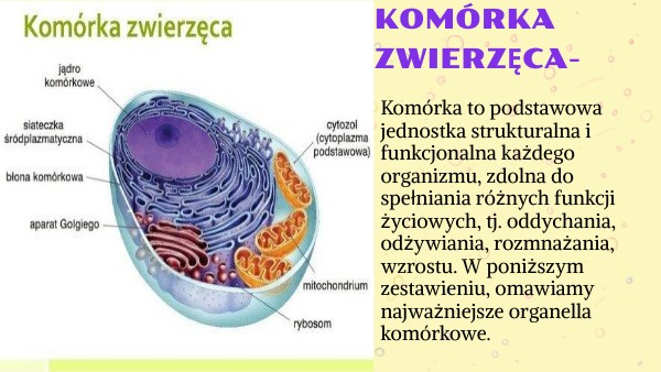 Komórka zwierzęca | Genially