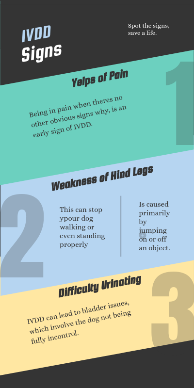 Dachshund IVDD
